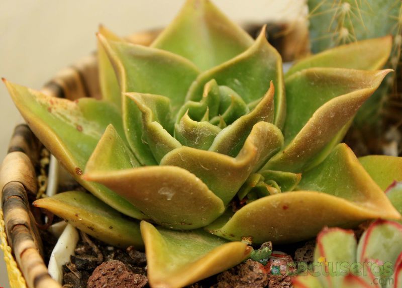 Una foto de Echeveria agavoides 