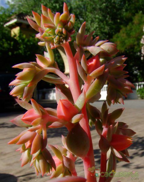 A photo of Echeveria X imbricata (E. secunda x E. gibbiflora) (Hibrido)
