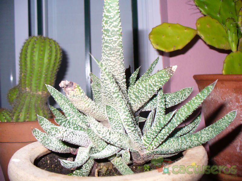 A photo of Gasteria carinata var. verrucosa