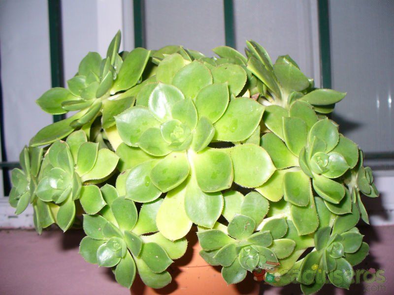 Una foto de Aeonium haworthii