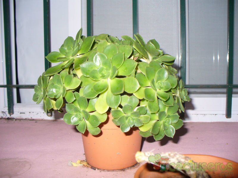 Una foto de Aeonium haworthii