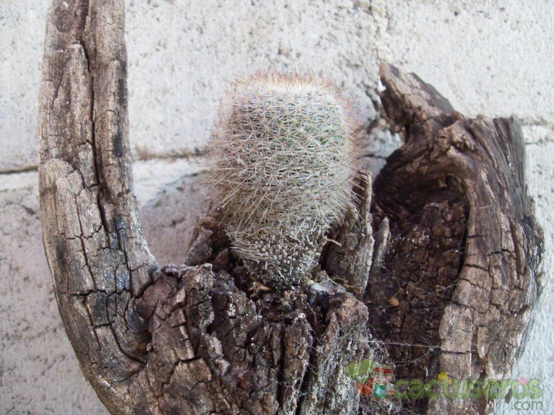 A photo of Mammillaria geminispina