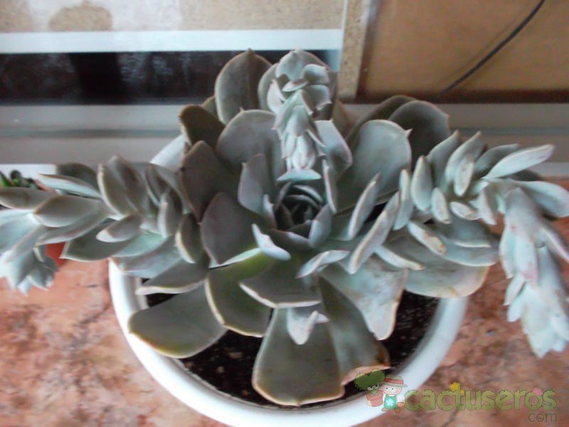 Una foto de Echeveria runyonii