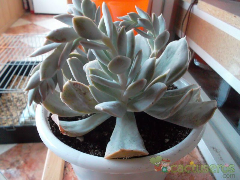 Una foto de Echeveria runyonii