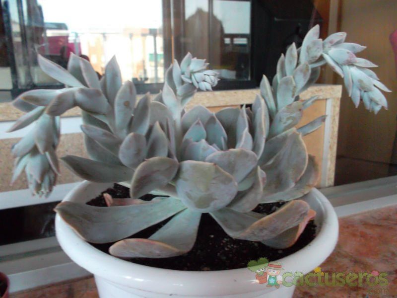 Una foto de Echeveria runyonii