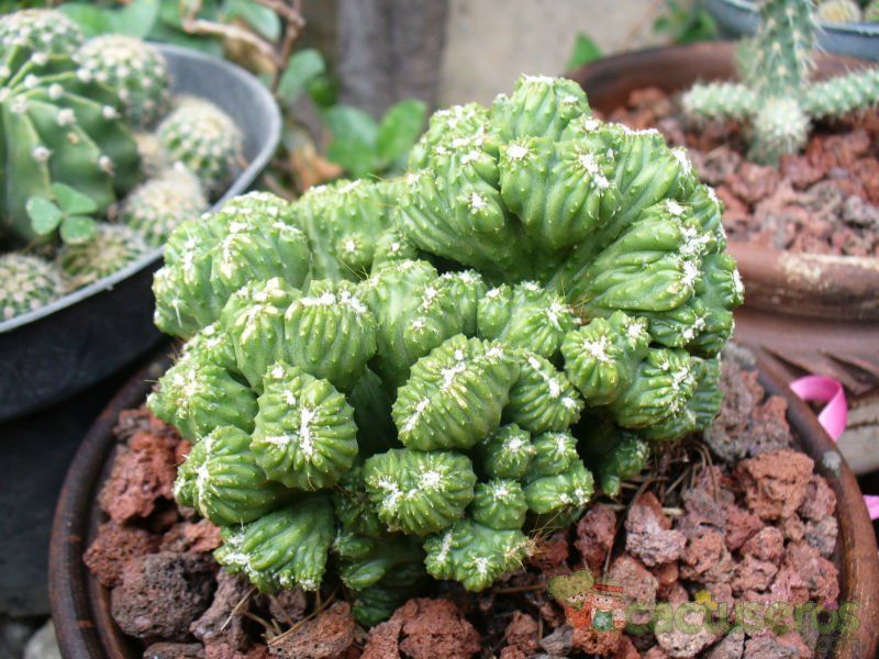 Una foto de Cereus peruvianus fma. monstruosa