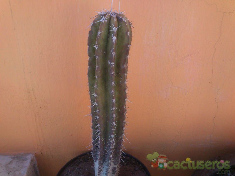 A photo of Pachycereus pecten-aboriginum