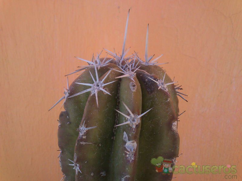 A photo of Pachycereus pecten-aboriginum