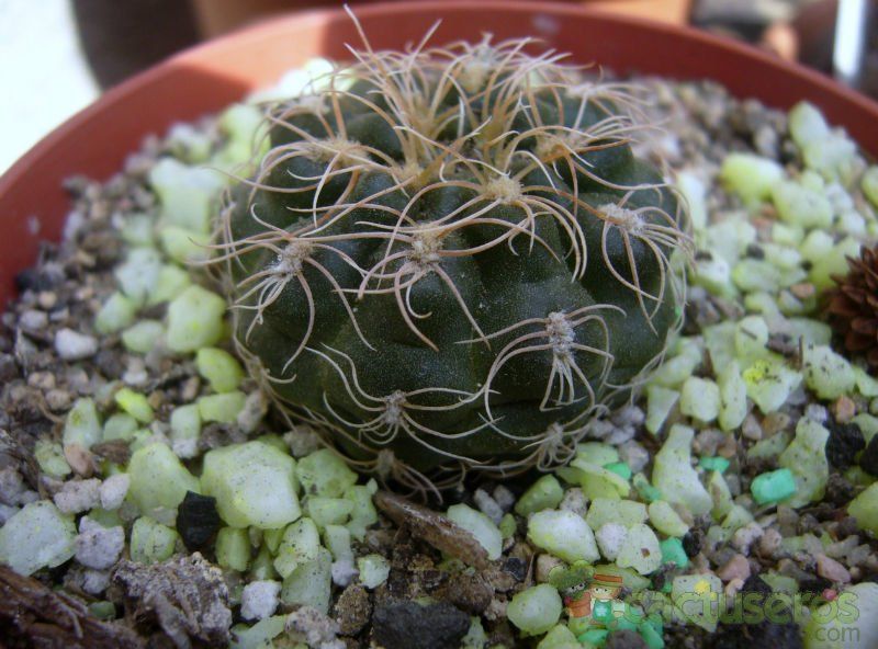 A photo of Gymnocalycium calochlorum