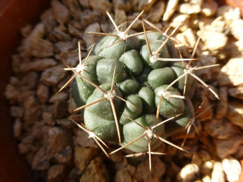 A photo of Gymnocalycium monvillei