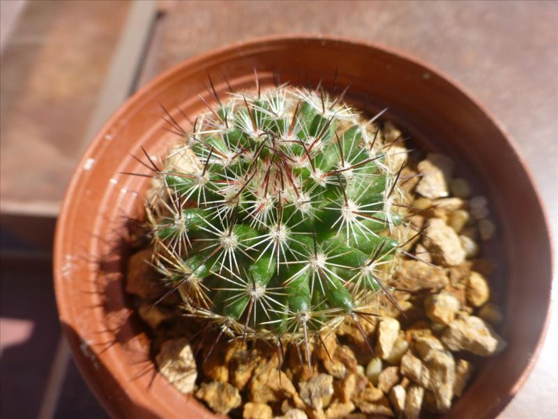 Photo of a cactus currently being identified