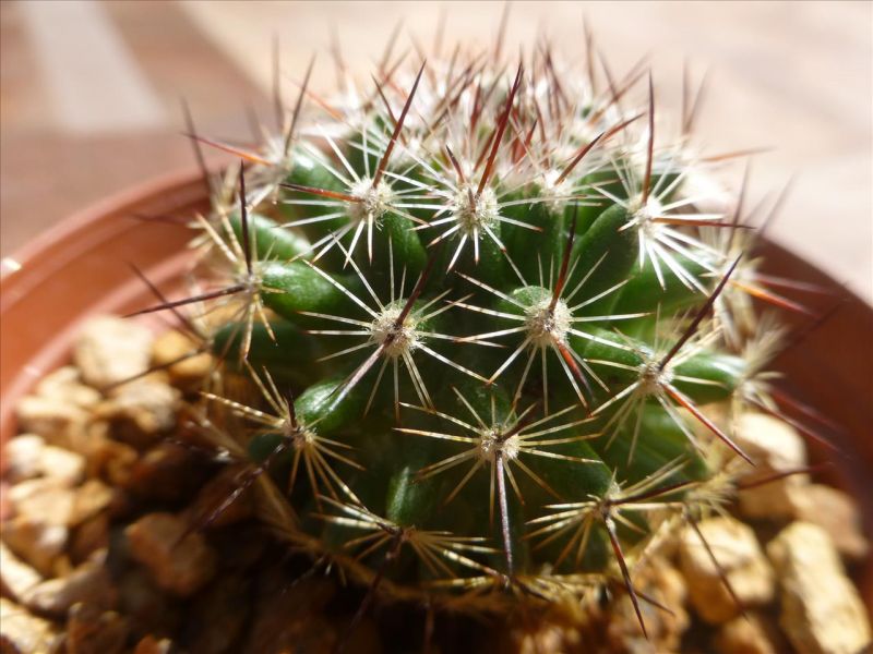 Photo of a cactus currently being identified