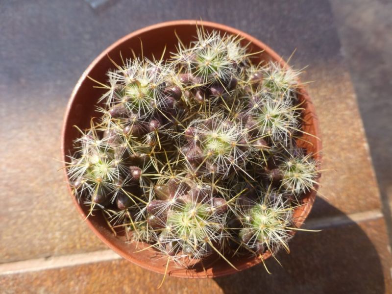 Foto de un cactus que se está identificando actualmente