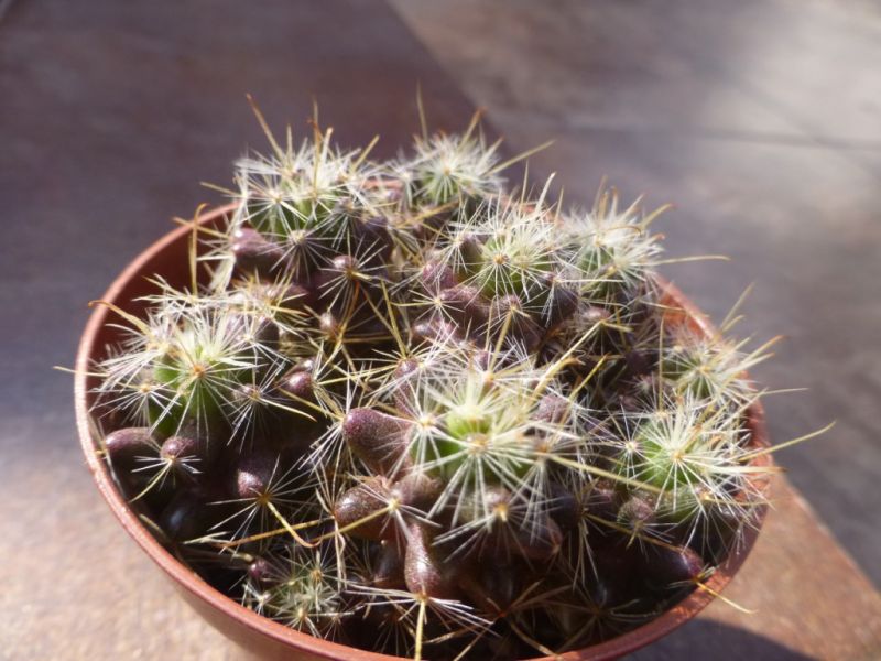 Foto de un cactus que se está identificando actualmente