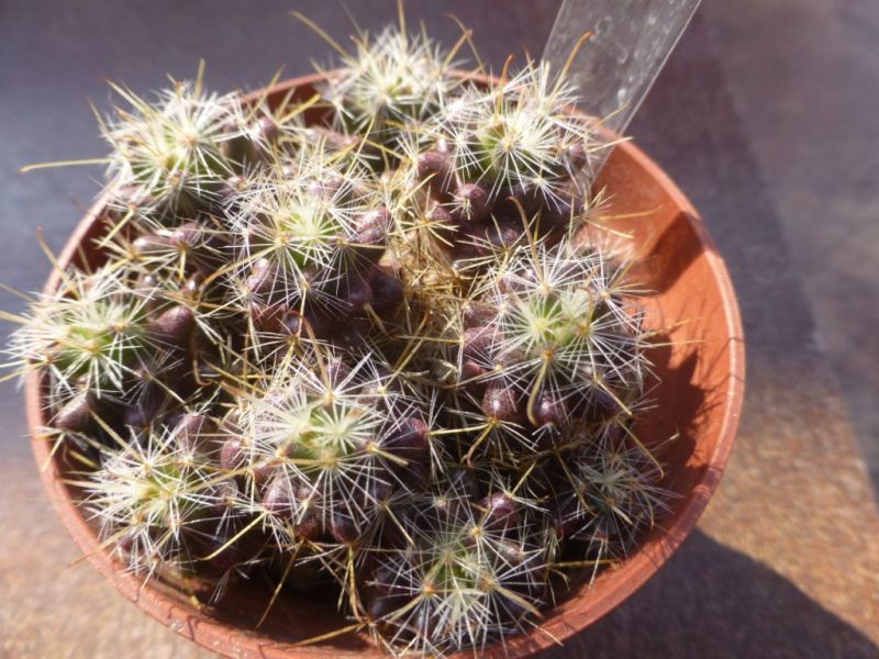 Foto de un cactus que se está identificando actualmente