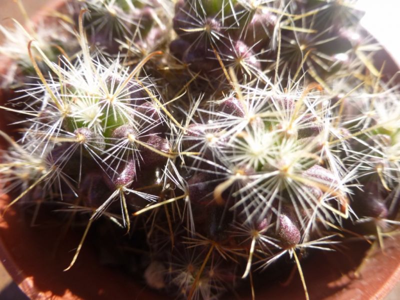 Foto de un cactus que se está identificando actualmente