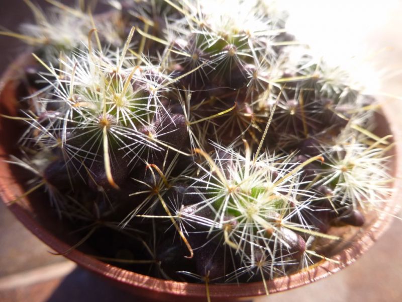 Foto de un cactus que se está identificando actualmente