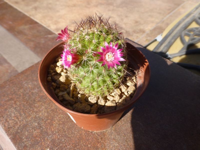 Photo of a cactus currently being identified