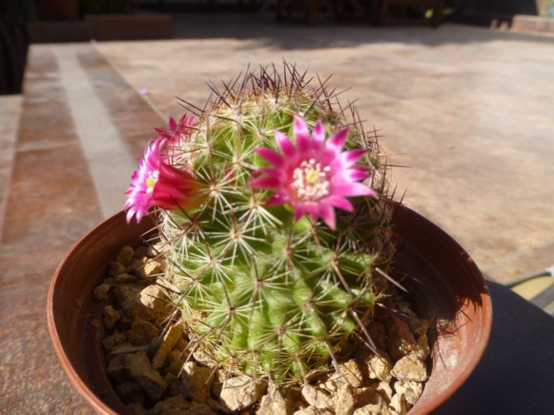 Photo of a cactus currently being identified