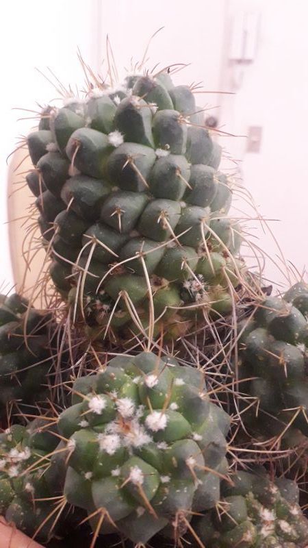 Photo of a cactus currently being identified