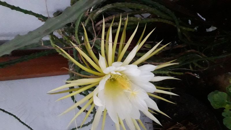 Foto de un cactus que se está identificando actualmente