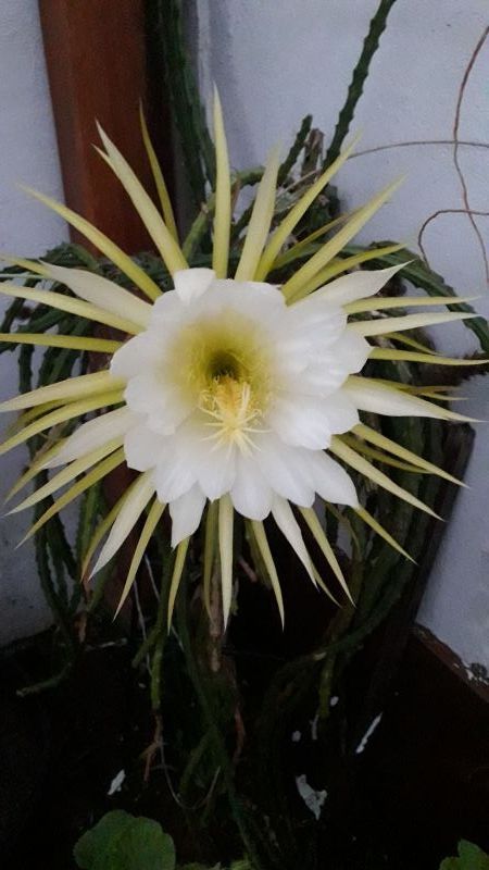 Foto de un cactus que se está identificando actualmente