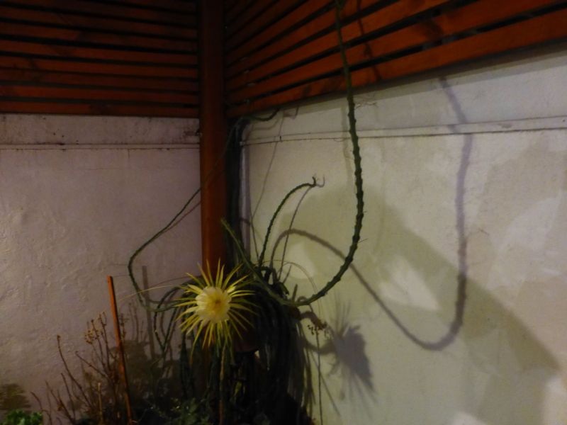 Foto de un cactus que se está identificando actualmente