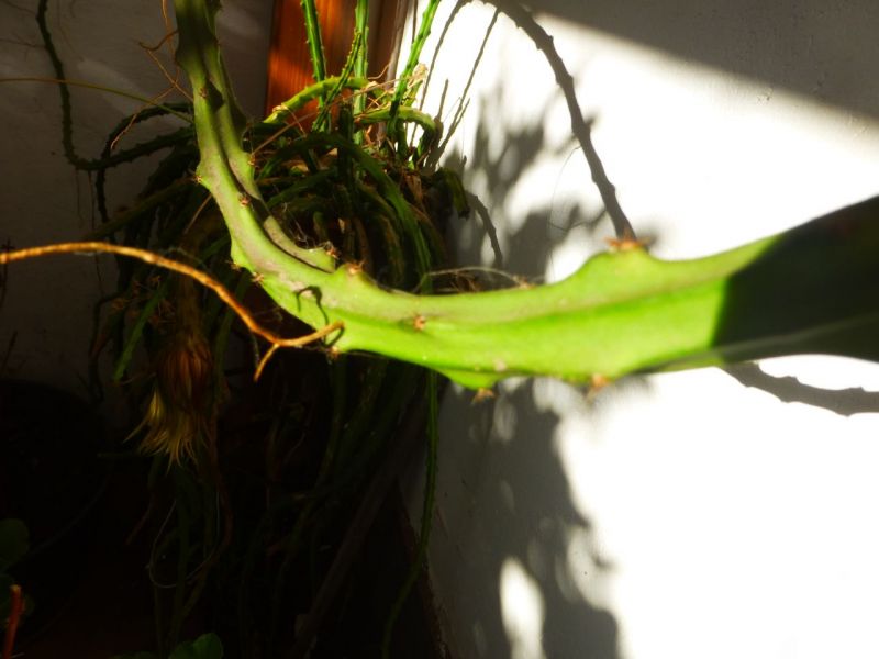 Foto de un cactus que se está identificando actualmente