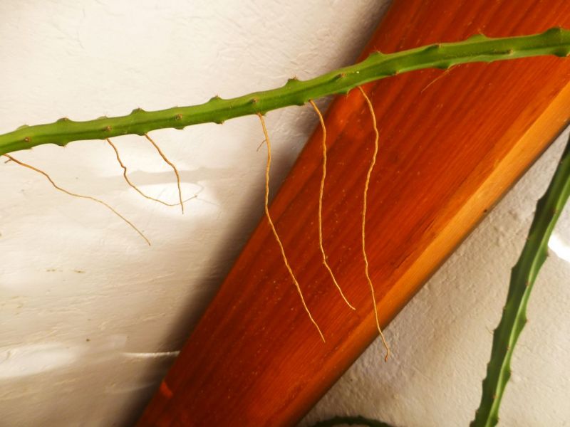 Foto de un cactus que se está identificando actualmente