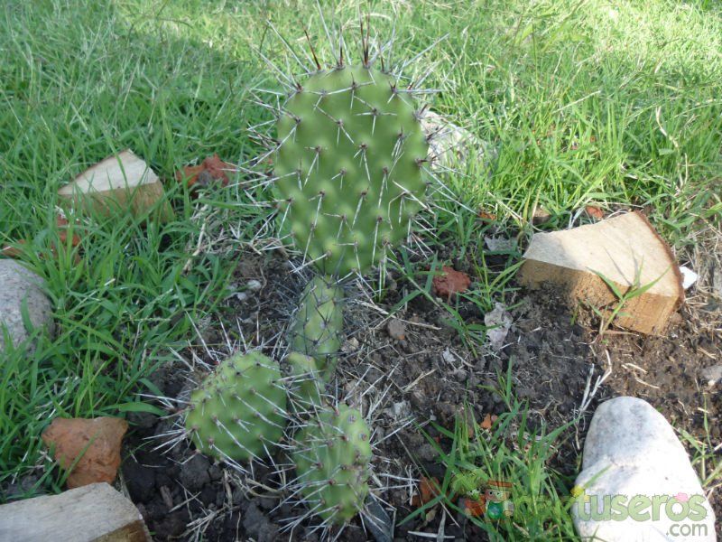 A photo of Opuntia sulphurea