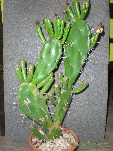Una foto de Opuntia arechavaletae