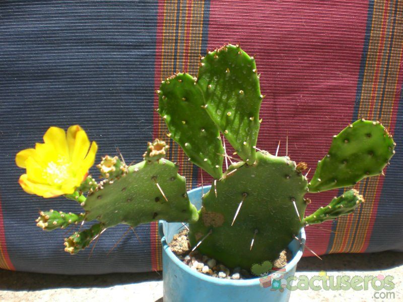 Una foto de Brasiliopuntia brasiliensis