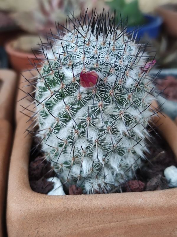 Foto de un cactus que se está identificando actualmente