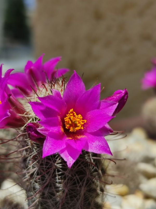 Una foto de Mammillaria mazatlanensis