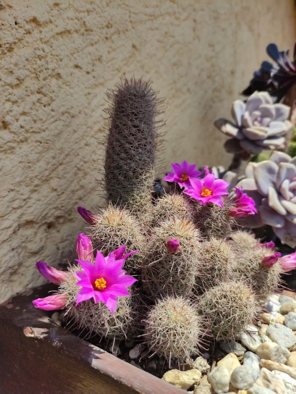 Una foto de Mammillaria mazatlanensis
