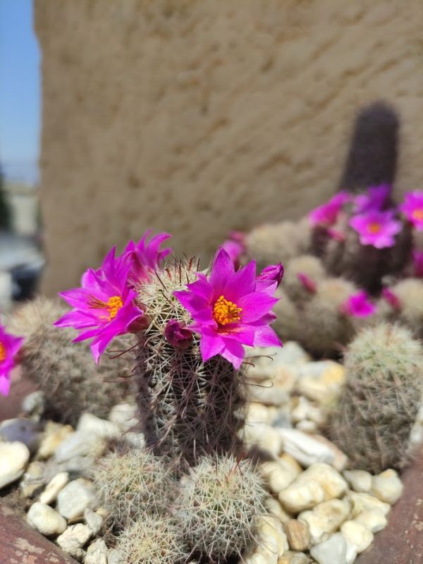 Una foto de Mammillaria mazatlanensis