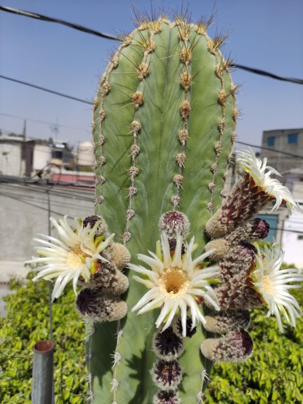 A photo of Pachycereus pecten-aboriginum