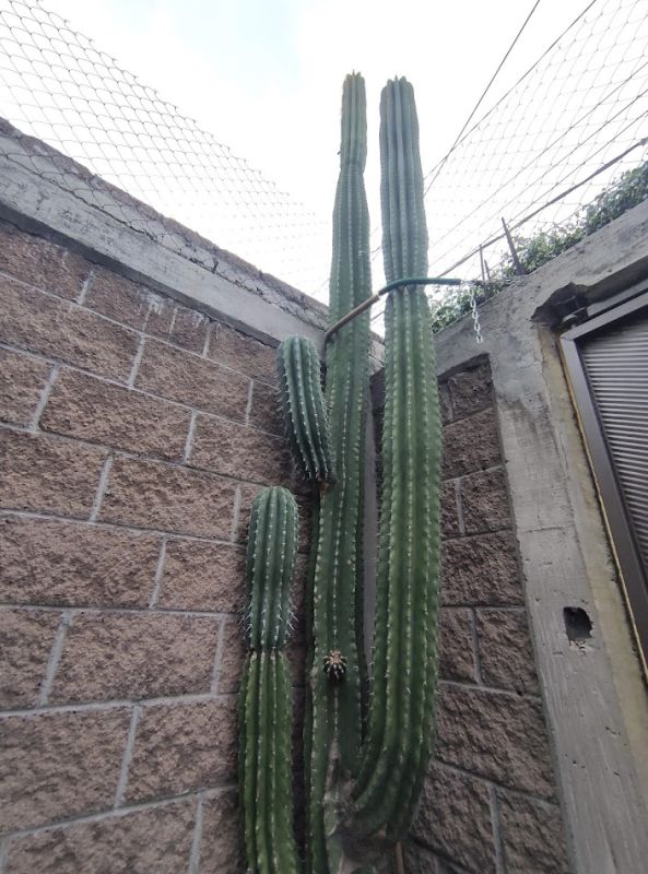 A photo of Pachycereus pecten-aboriginum