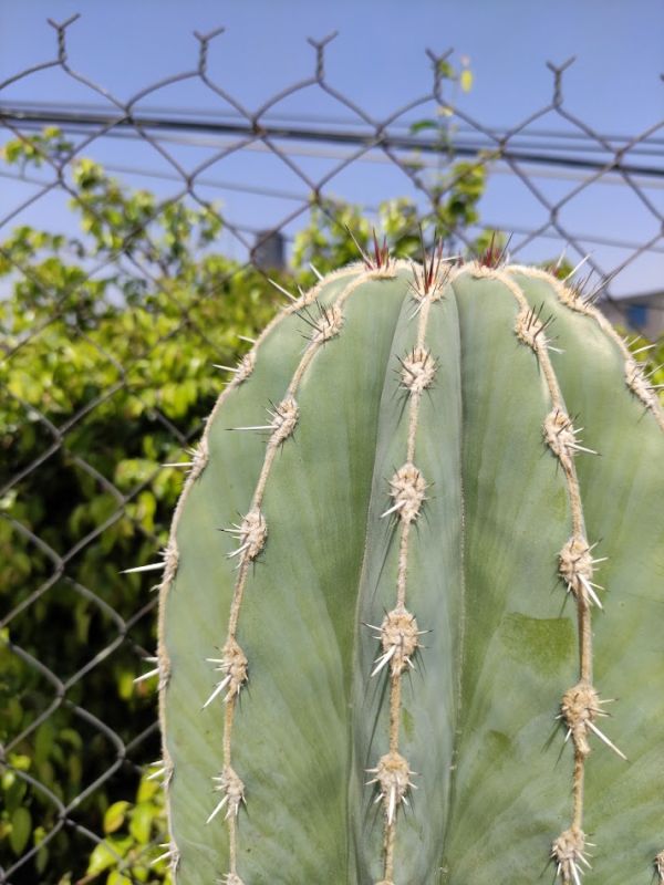 A photo of Pachycereus pecten-aboriginum