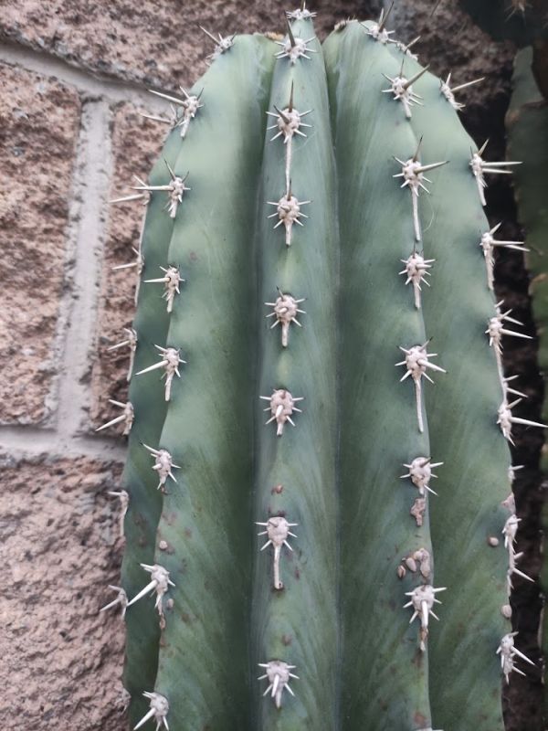 A photo of Pachycereus pecten-aboriginum