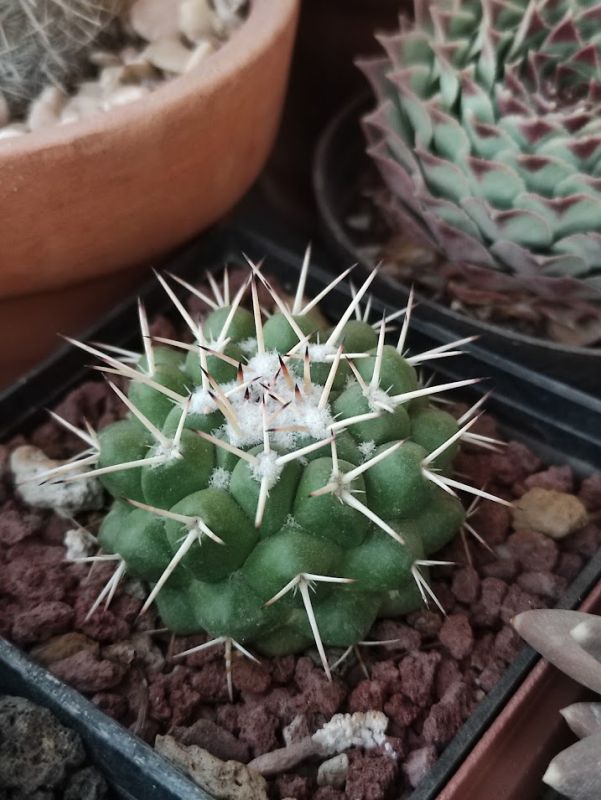 Una foto de Mammillaria compressa ssp. compressa