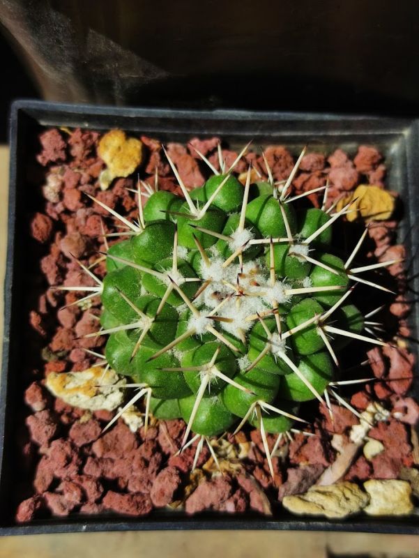Una foto de Mammillaria compressa ssp. compressa