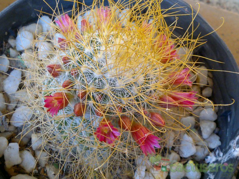A photo of Mammillaria rekoi subsp. leptacantha