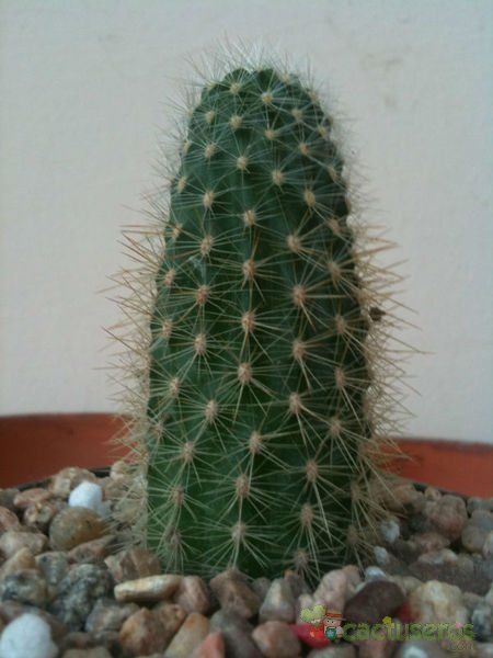 Una foto de Echinocereus nivosus