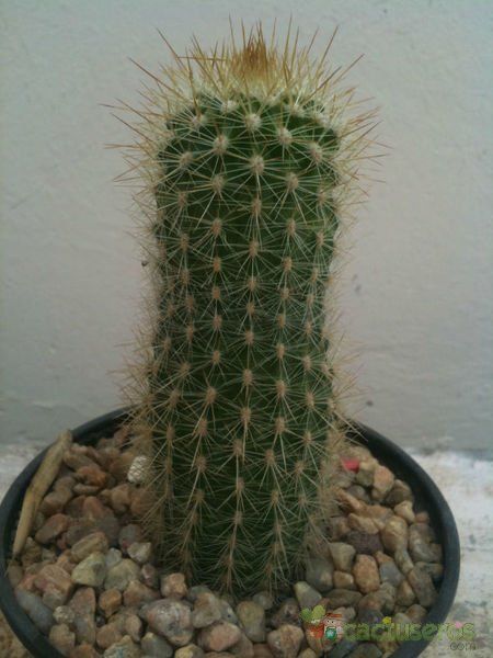 Una foto de Echinocereus nivosus