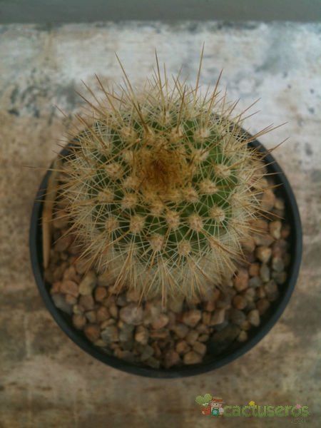 Una foto de Echinocereus nivosus
