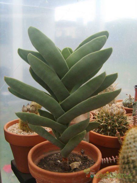 Una foto de Crassula perfoliata var. falcata