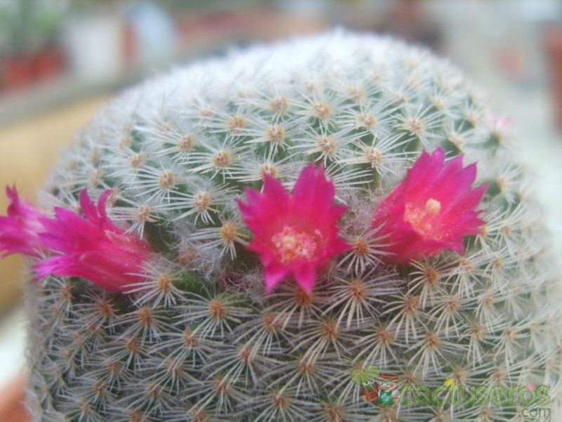 Una foto de Mammillaria supertexta