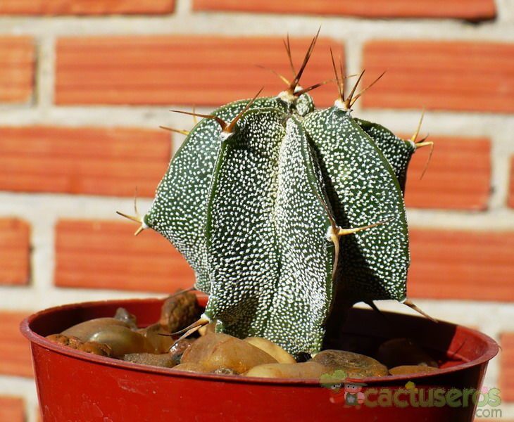 A photo of Astrophytum ornatum