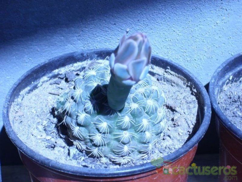 Una foto de Gymnocalycium calochlorum